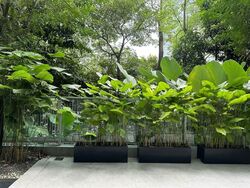 Botannia (D5), Condominium #555208071